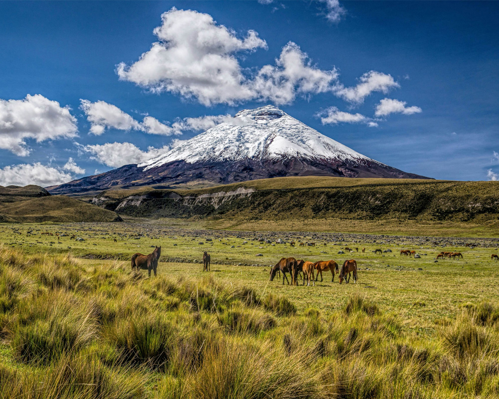 Ecuatraveling - Ecuador & Galapagos Tours